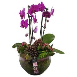 Phal.Arr PTHG3410 Herbst T23 H056