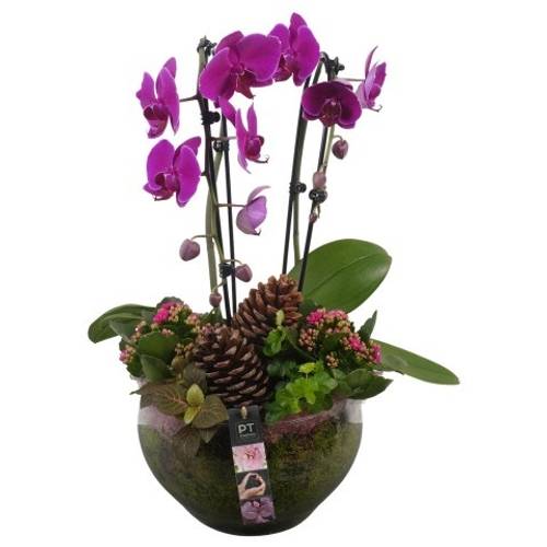 Phal.Arr PTHG3410 Herbst T23 H056