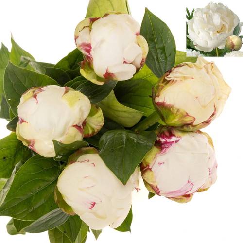 Pfingstrose creme/weiss Snow Mountain 55cm