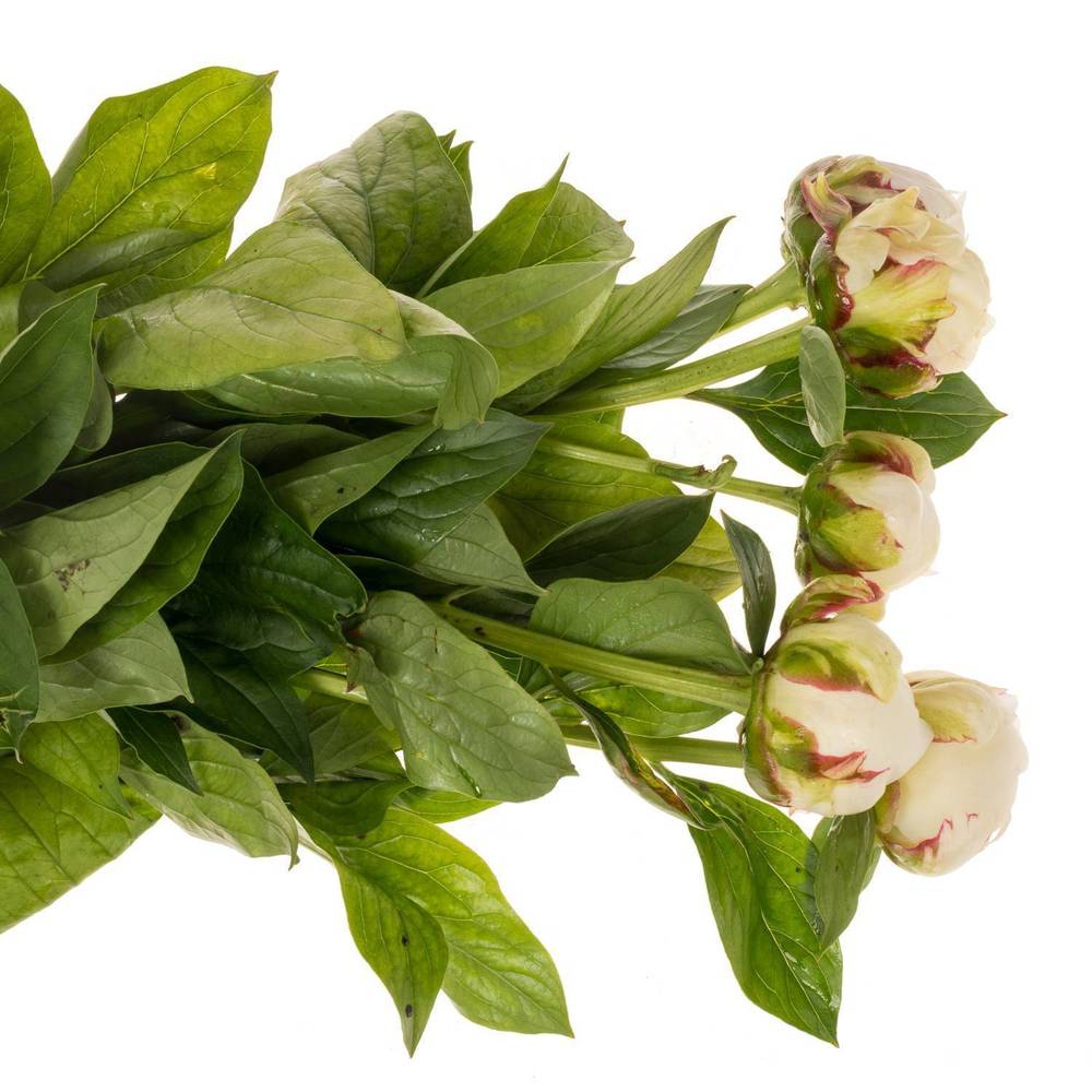 Pfingstrose creme/weiss Snow Mountain 55cm