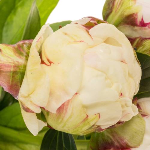 Pfingstrose creme/weiss Snow Mountain 55cm