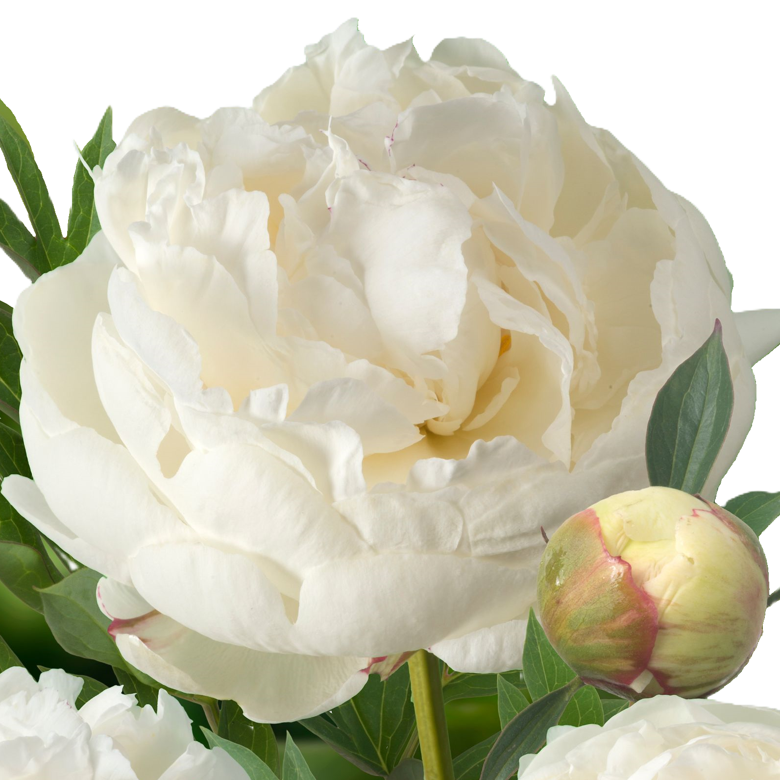 Pfingstrose creme/weiss Snow Mountain 55cm