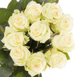 Rose weiss Dolomiti XL 70cm