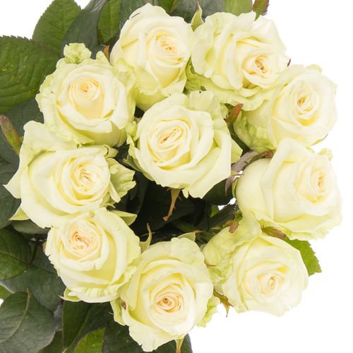 Rose weiss Dolomiti XL 70cm