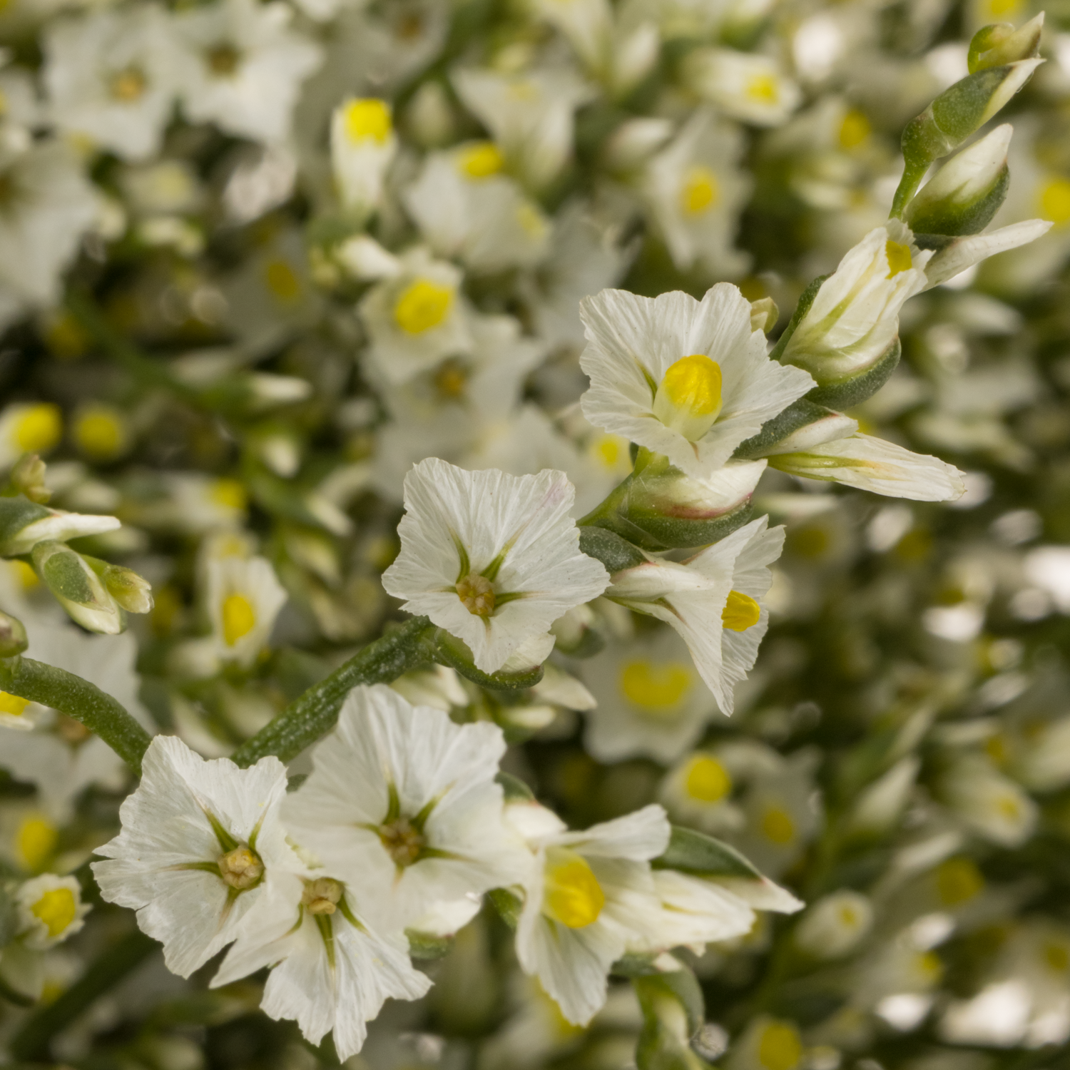 Limonium creme Clear Diamond 30 Gramm 70cm