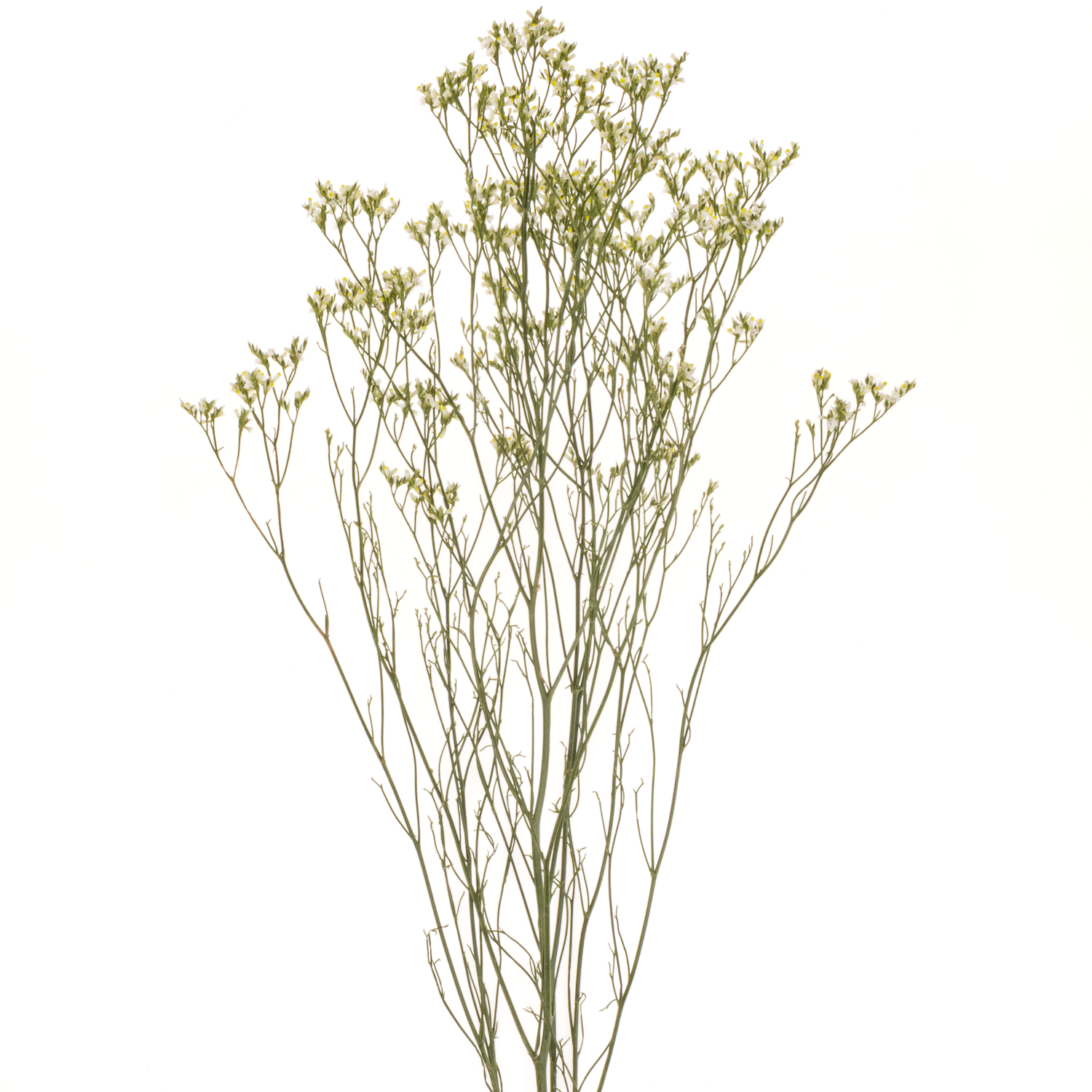 Limonium creme Clear Diamond 30 Gramm 70cm