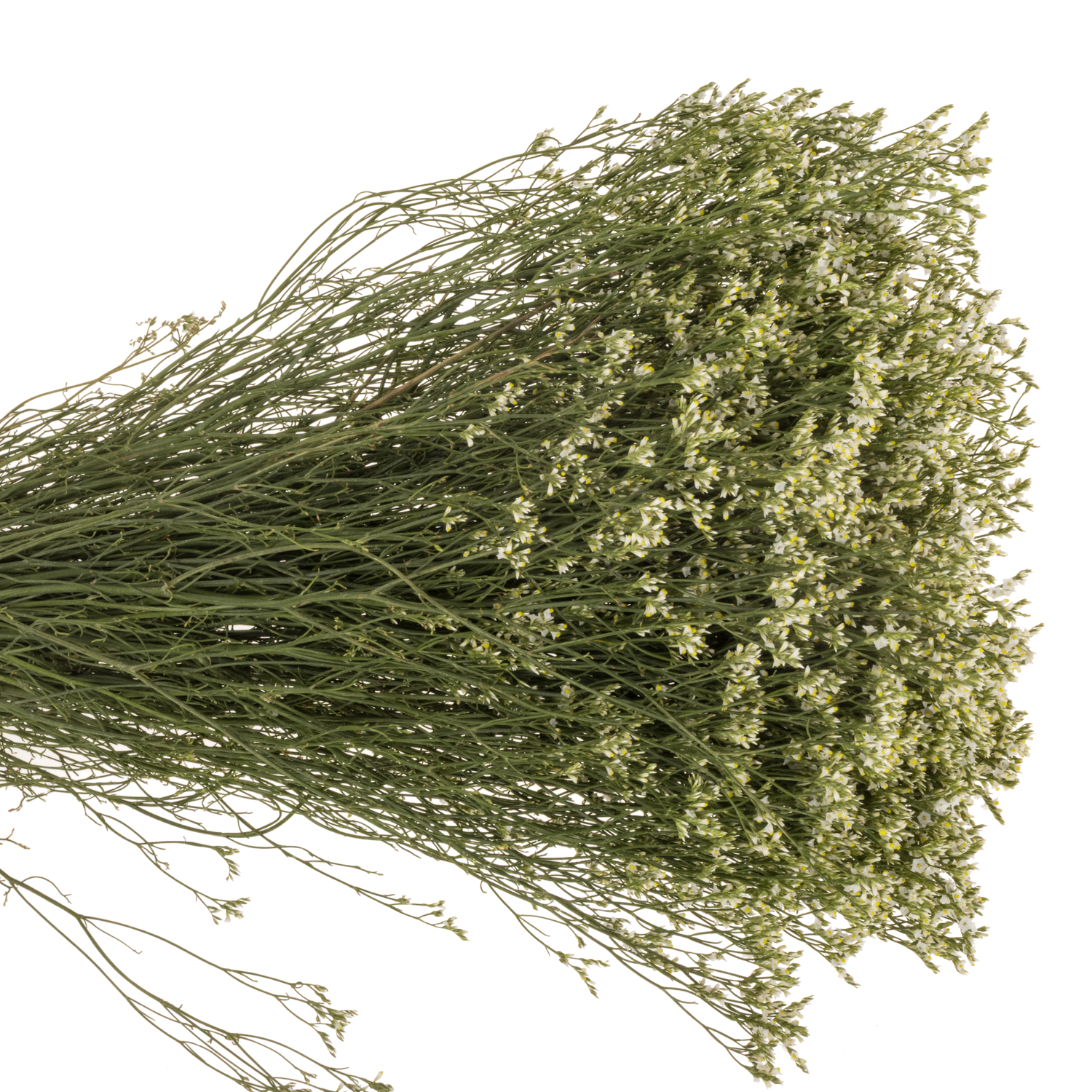 Limonium creme Clear Diamond 30 Gramm 70cm