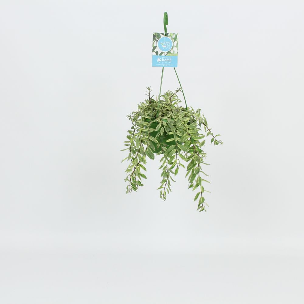 Aeschynanthus Bolero Bicolore Ampel T14