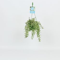 Aeschynanthus Bolero Bicolore Ampel T14
