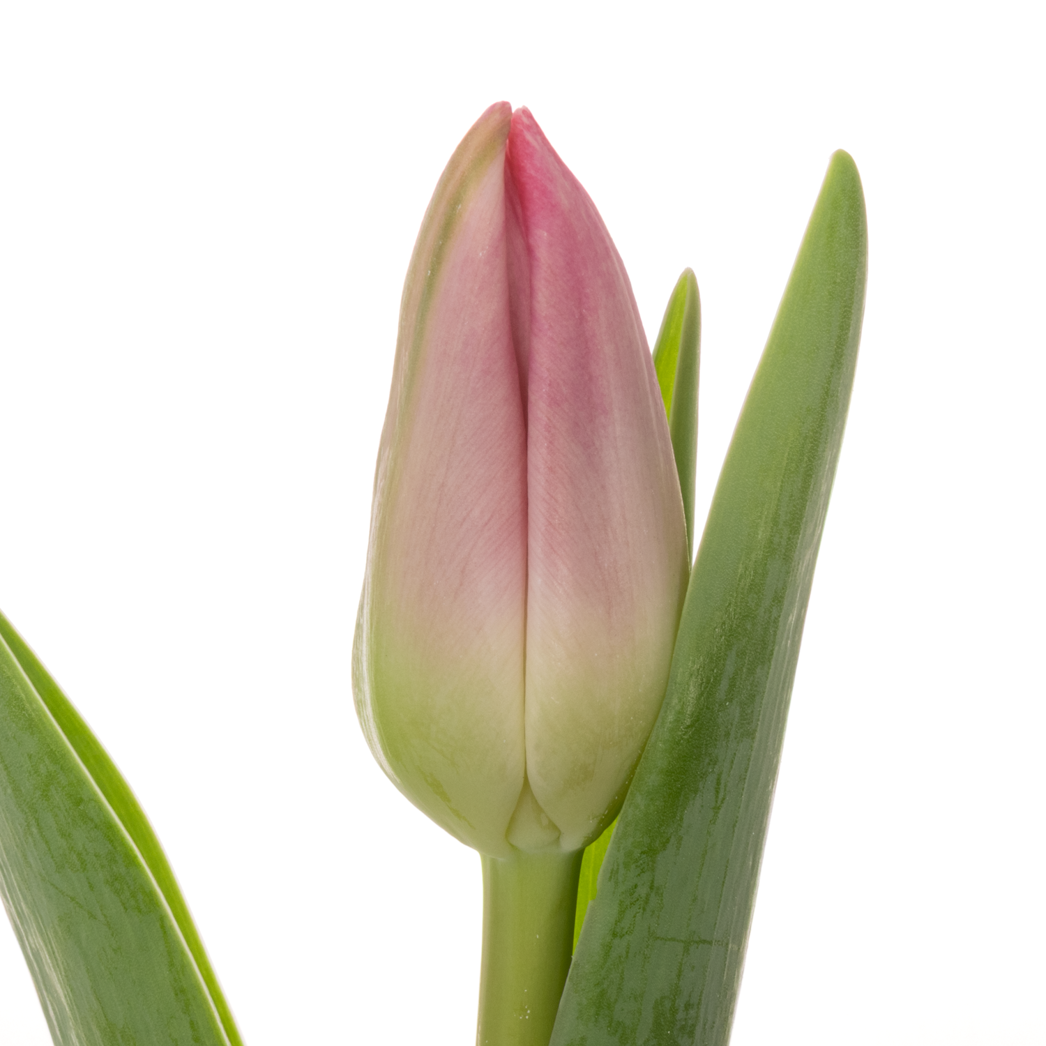 Tulpe rosa Lady priscilla 36 Gramm