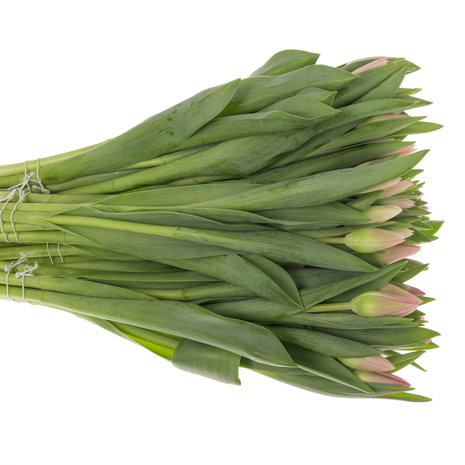 Tulpe rosa Lady priscilla 36 Gramm