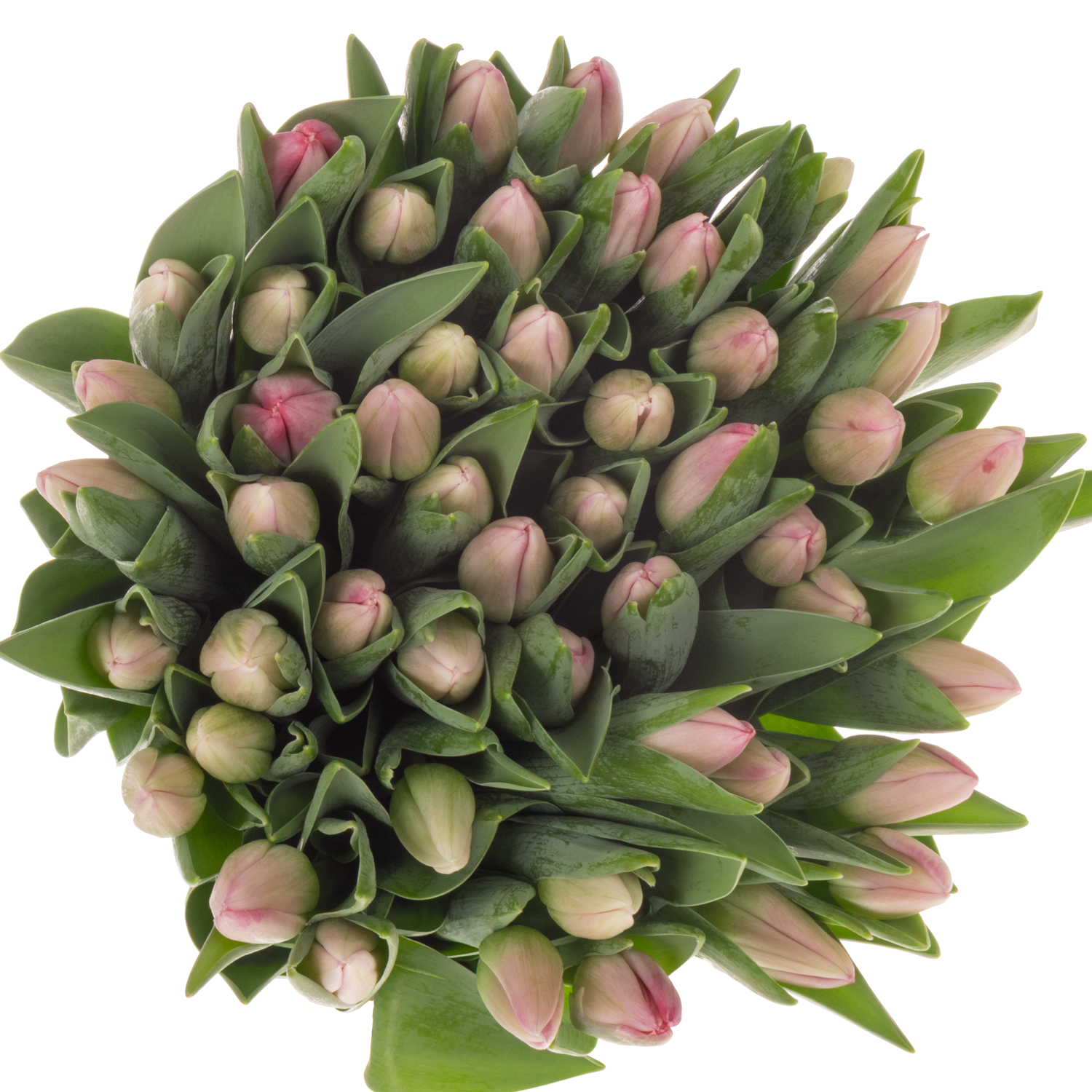 Tulpe rosa Lady priscilla 36 Gramm