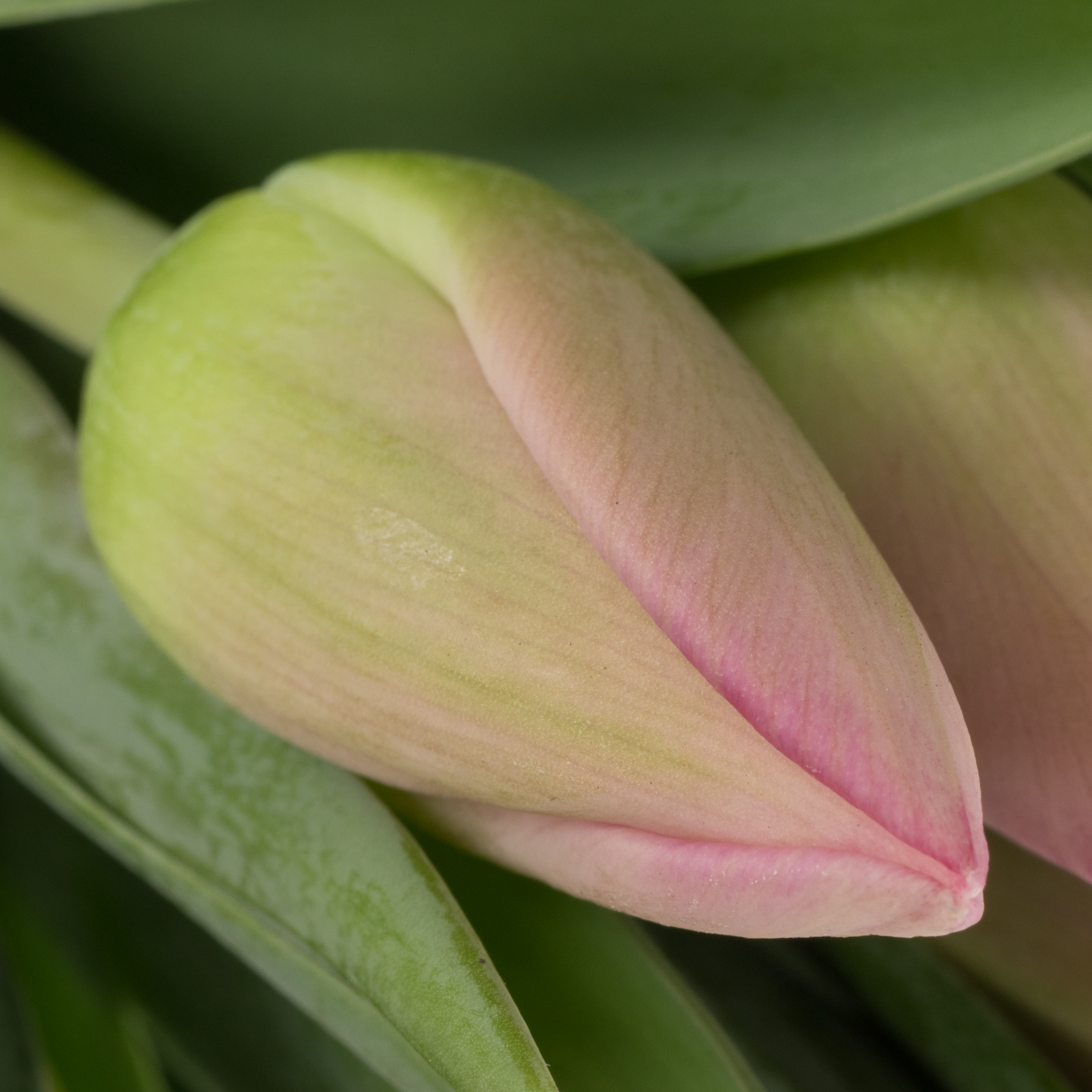 Tulpe rosa Lady priscilla 36 Gramm