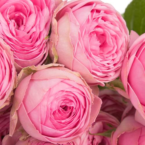 Rose verzweigt dunkel rosa Giselle 6+Blüte 60cm