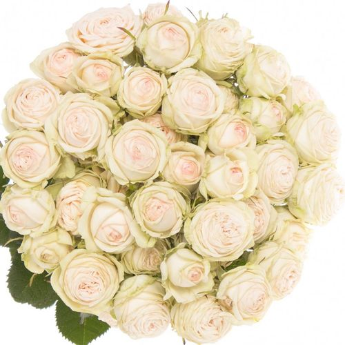 Rose verzweigt creme Galina 4+Blüte 50cm