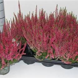 Calluna rot Franca Schnapchen Von Uhr T12 H024