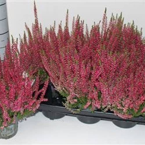 Calluna rot Franca Schnapchen Von Uhr T12 H024