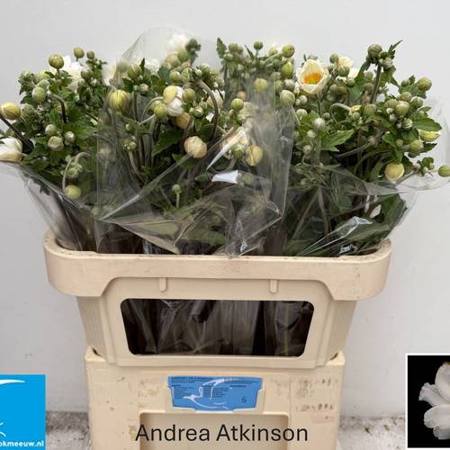 Anemoon weiss Atkison 80cm