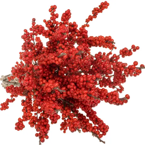 Ilex rot dream 70cm