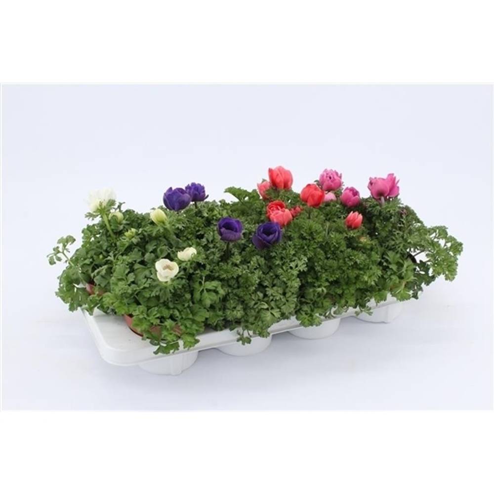 Anemone Harm mix T13 H25