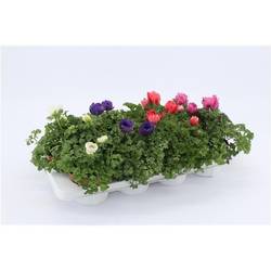 Anemone Harm mix T13 H25