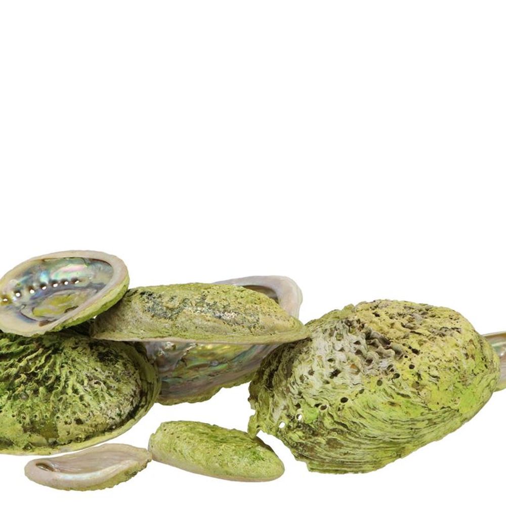 Muscheln Abalone grün 19x18,5x4,5cm
