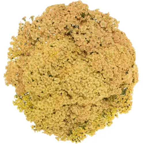 Achillea apricot Neonglow Saffron 60cm