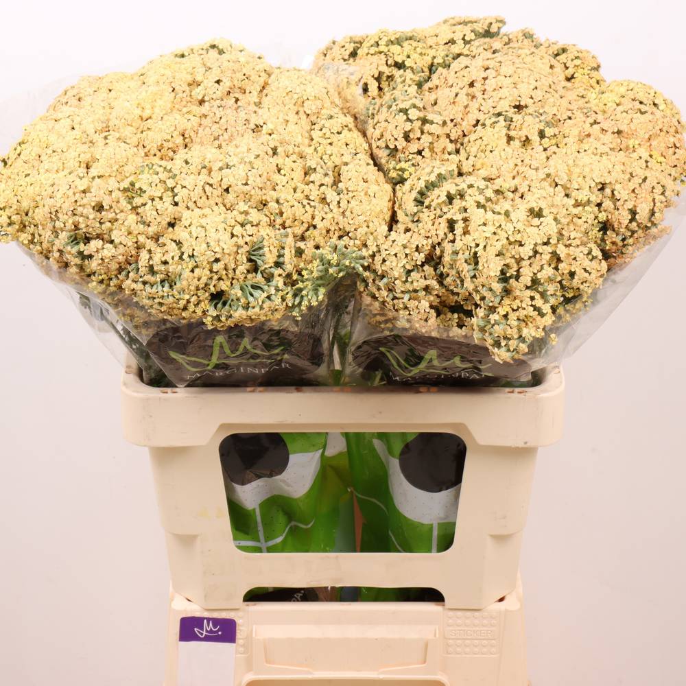 Achillea apricot Neonglow Saffron 60cm