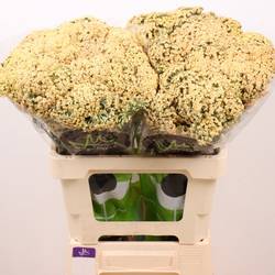 Achillea apricot Neonglow Saffron 60cm