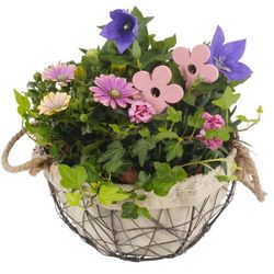 Garten Arr3864 T24 H30