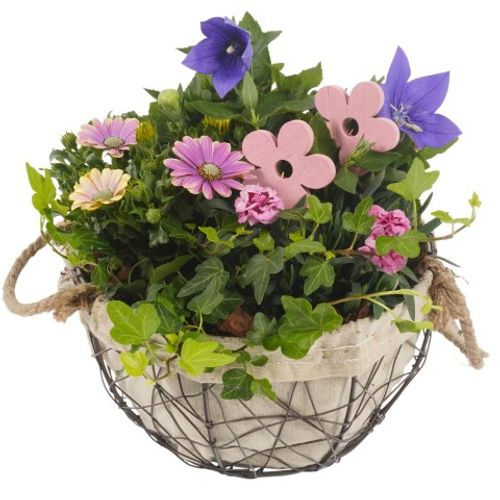 Garten Arr3864 T24 H30