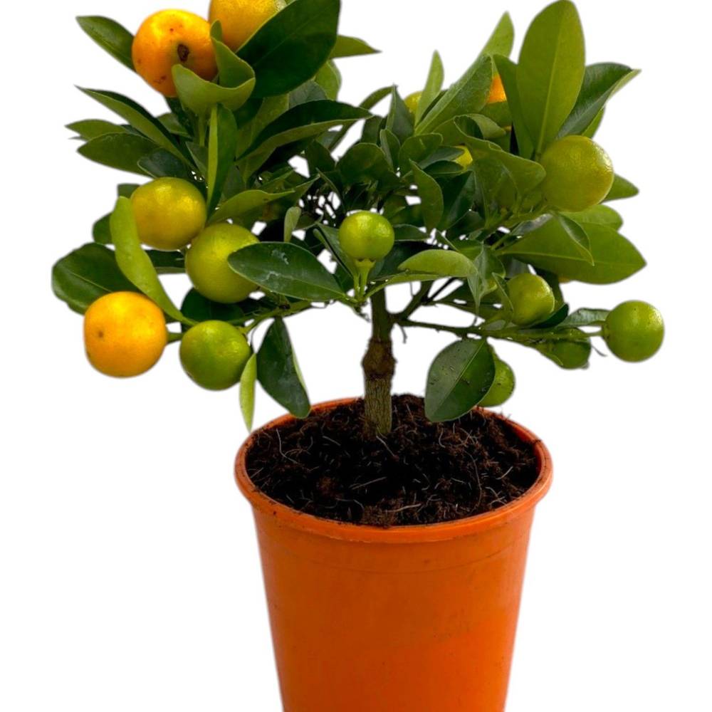 Zitrus Calamondin T12 H030