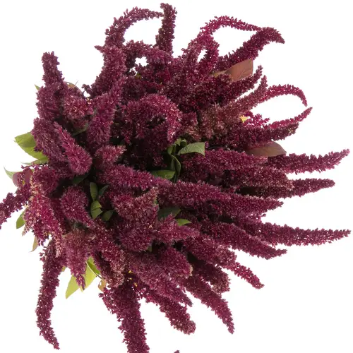 Amaranthus stehend weinrot Pygmy 50cm x10