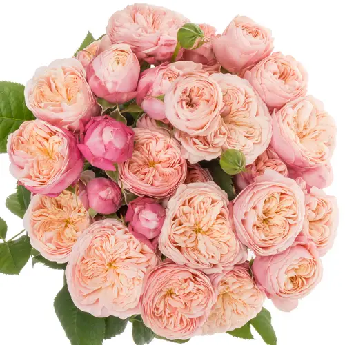 Rose verzweigt creme Royal Blush 4+Bl 60cm