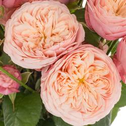 Rose verzweigt creme Royal Blush 4+Bl 60cm