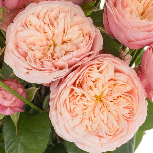 Rose verzweigt creme Royal Blush 4+Bl 60cm