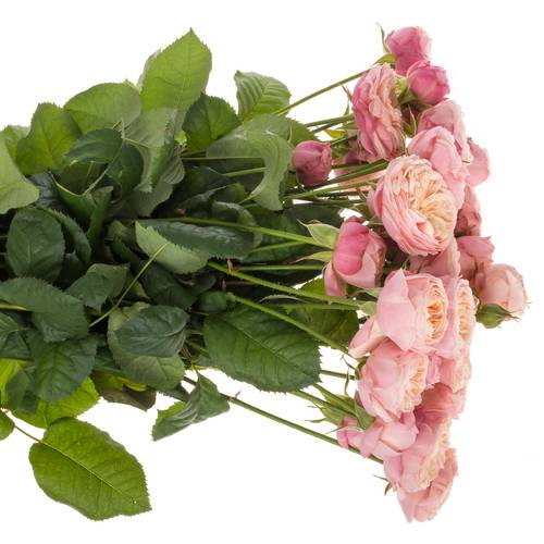 Rose verzweigt creme Royal Blush 4+Bl 60cm
