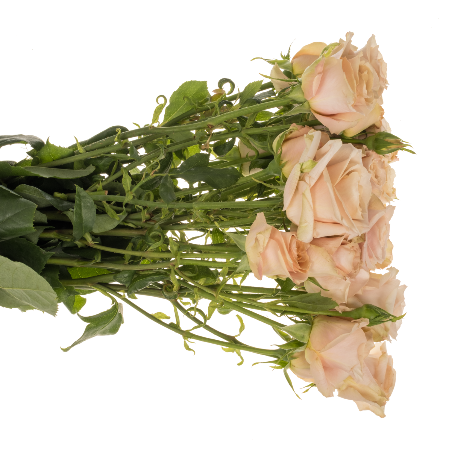 Rose verzweigt apricot Quicksand 5+Blüte 80cm