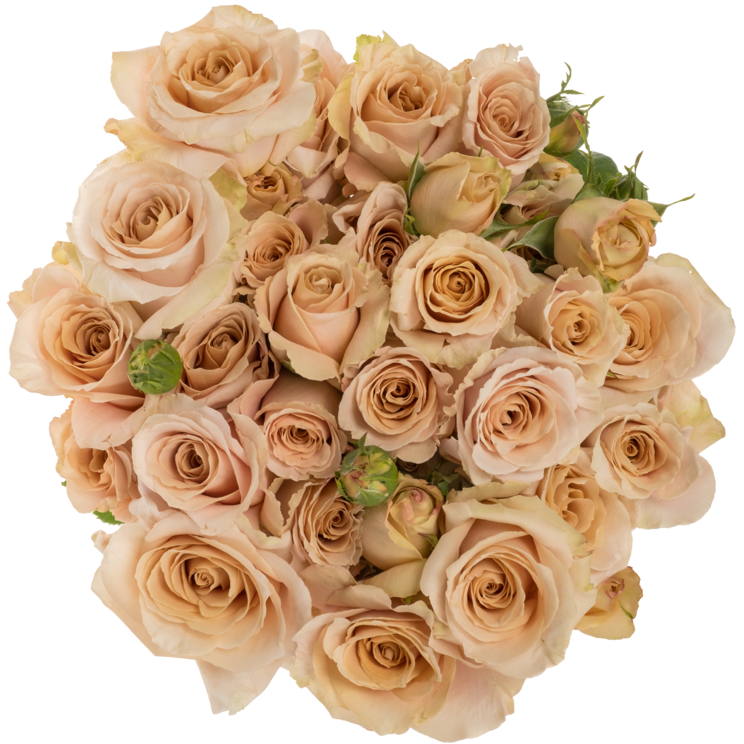 Rose verzweigt apricot Quicksand 5+Blüte 80cm