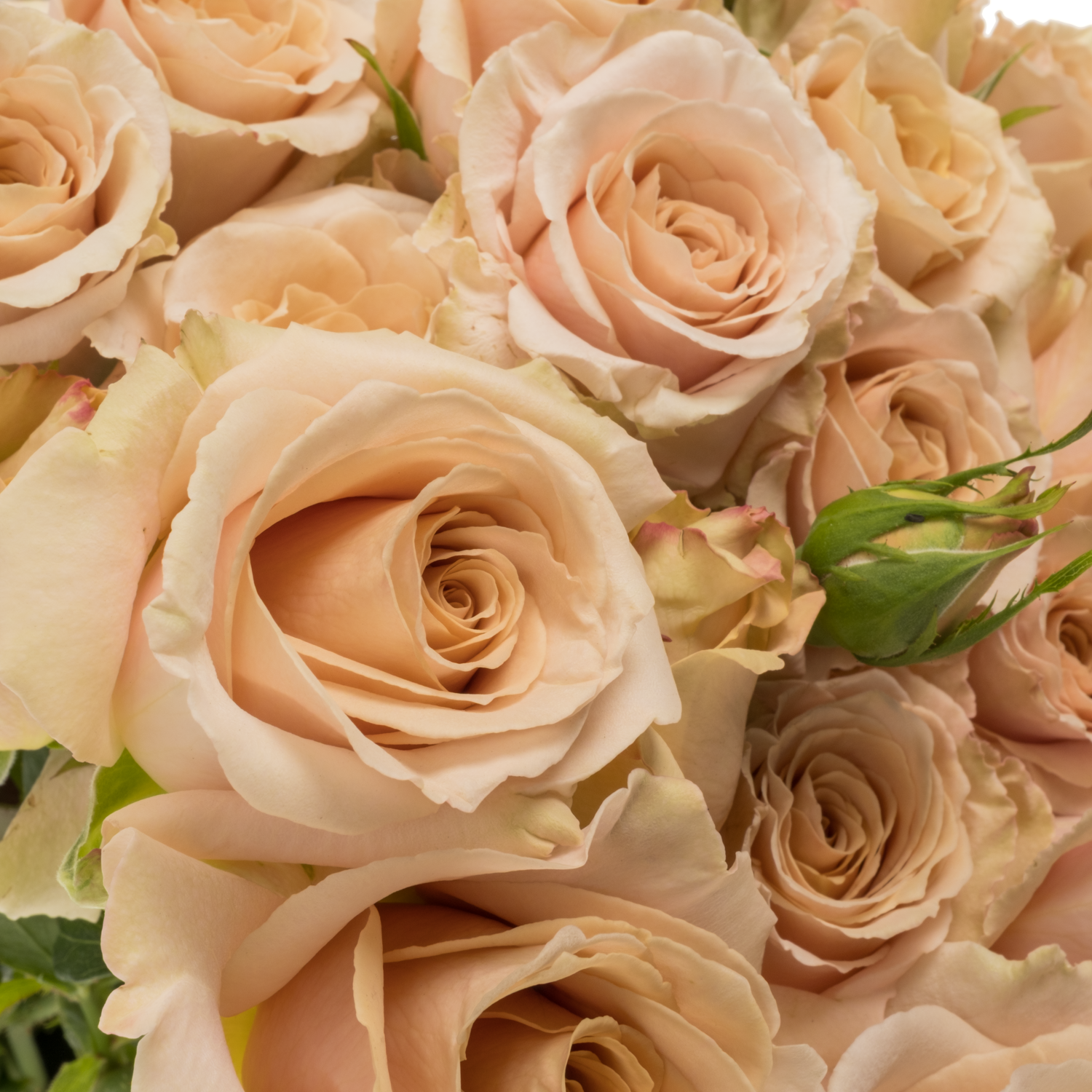 Rose verzweigt apricot Quicksand 5+Blüte 80cm