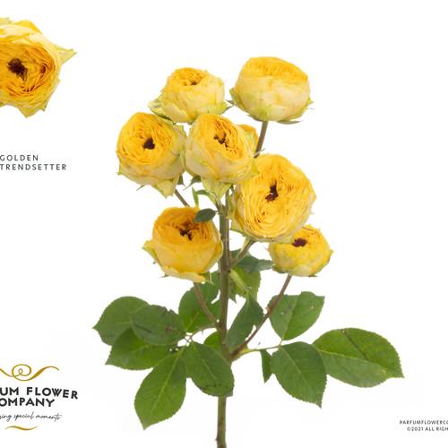 Rose verzweigt gelb Golden Trendsetter 50cm