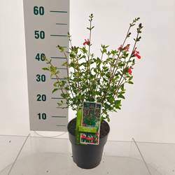 Salvia weiss/rot mix Microphylla 'Hot Lips' T17 H070