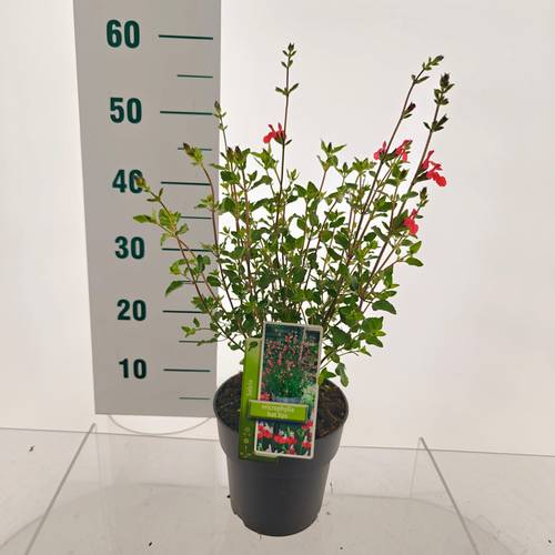Salvia weiss/rot mix Microphylla 'Hot Lips' T17 H070