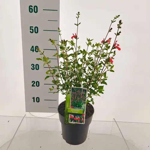 Salvia weiss/rot mix Microphylla 'Hot Lips' T17 H070