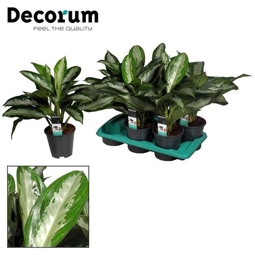 Aglaonema Diamon T17 H45