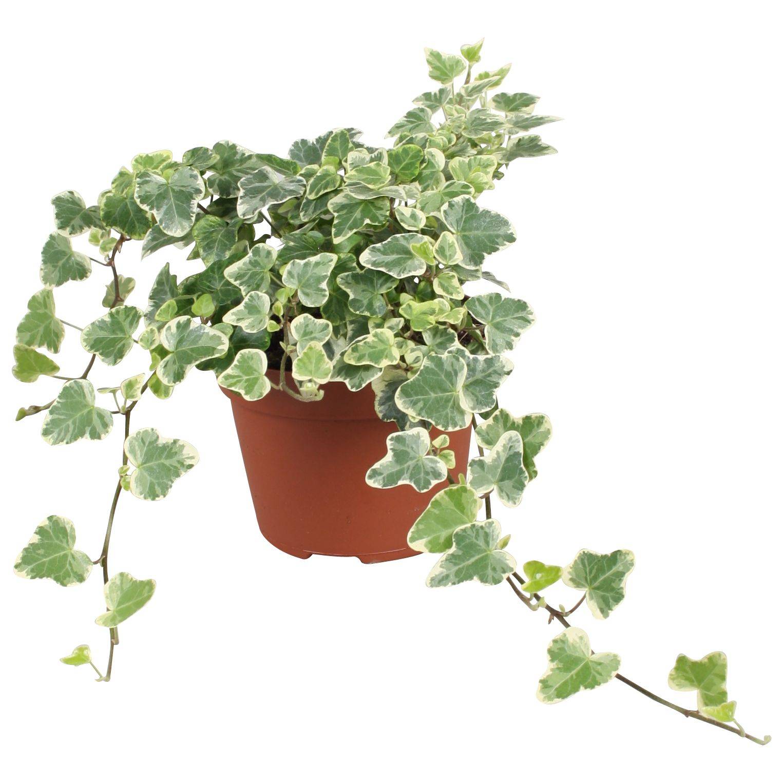 elefantenohr pflanze ikea Kaufen Sie jetzt Zimmerpflanze Elefantenohr Alocasia odora main image 1