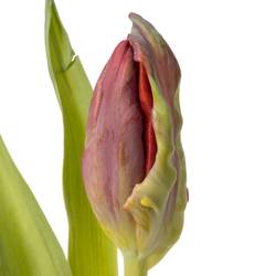 Tulpe rot Abracadabra 32 Gramm