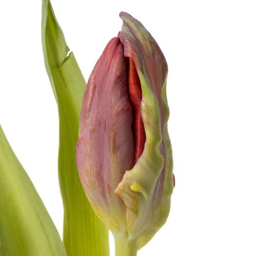 Tulpe rot Abracadabra 32 Gramm