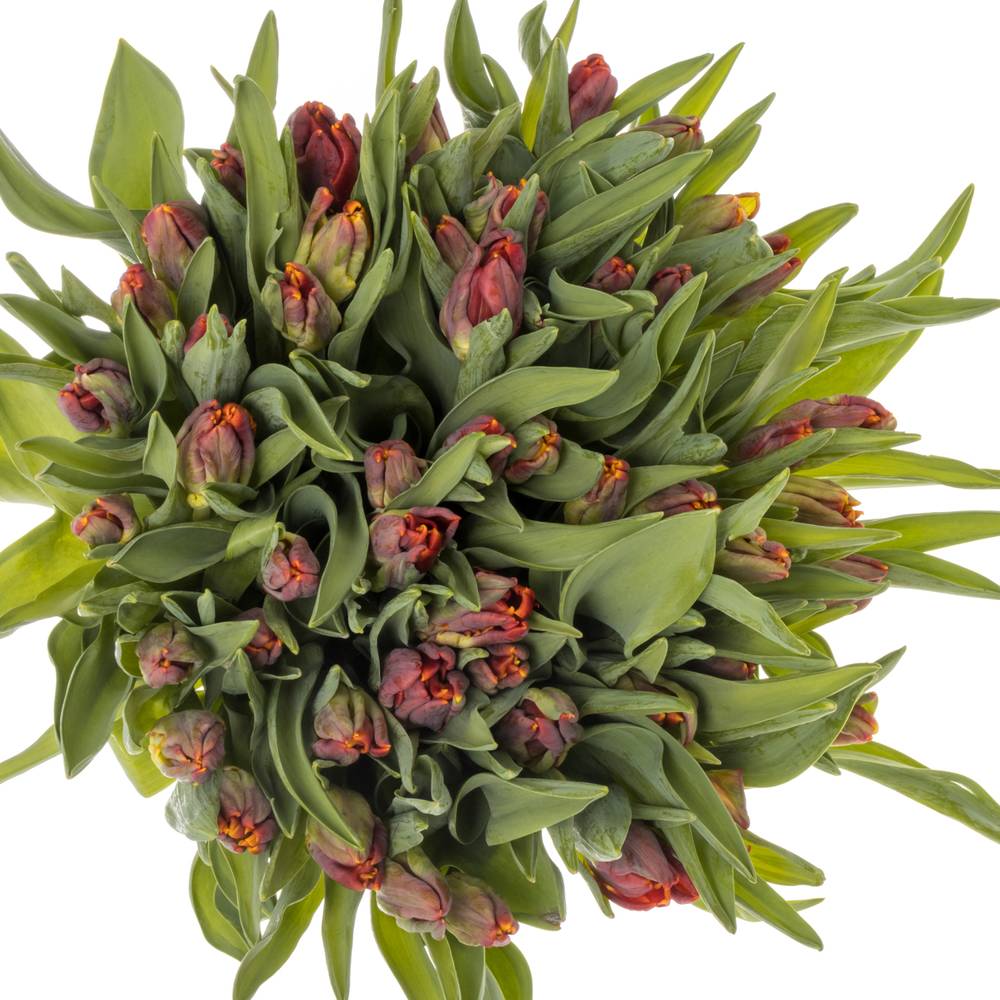 Tulpe rot Abracadabra 32 Gramm