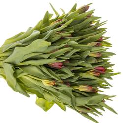 Tulpe rot Abracadabra 32 Gramm